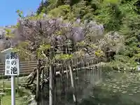 出雲大社神楽殿(島根県)