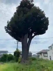 浅間神社(埼玉県)