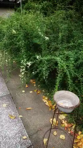 圓光禅寺（円光寺）の自然