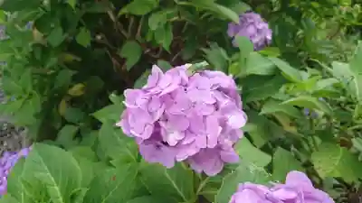 富士山法華本門寺根源の自然