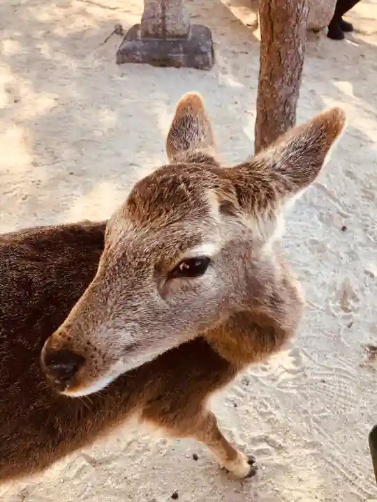 厳島神社(広島県)