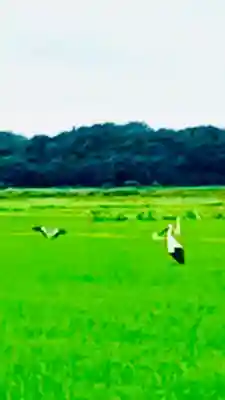 布施弁天 東海寺(千葉県)