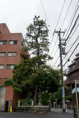 麻布氷川神社の自然