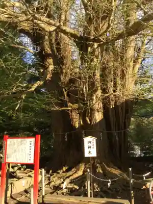 山寺日枝神社の自然