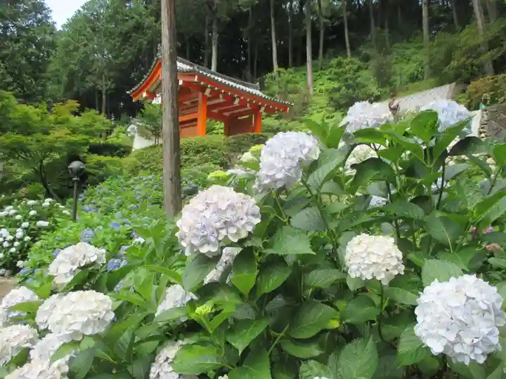 三室戸寺の自然