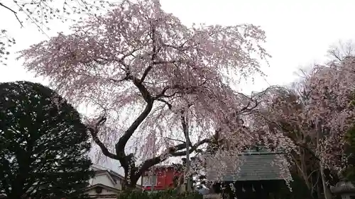 富士山東口本宮 冨士浅間神社の自然