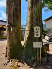 戸隠神社の自然