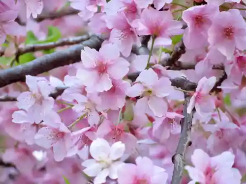 元三島神社の自然