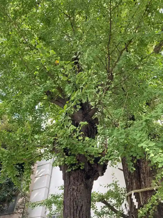 天祖神社の自然