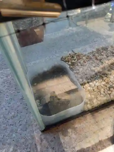 火産霊神社の動物