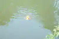 市原稲荷神社の動物