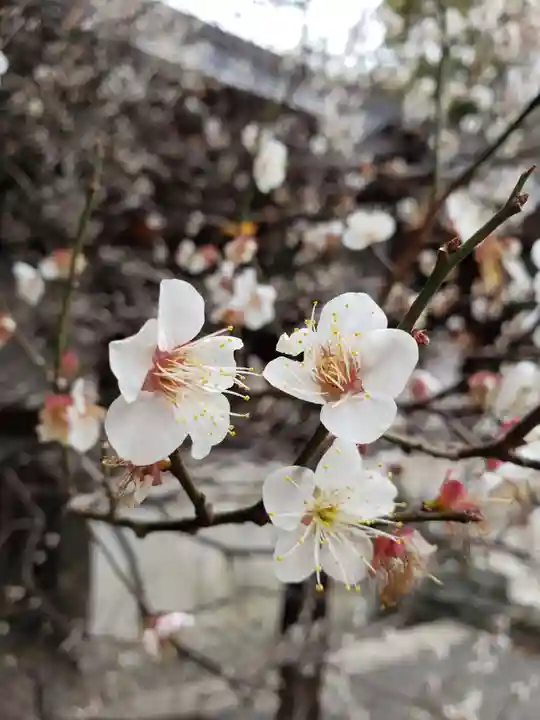 乃木神社(東京都)