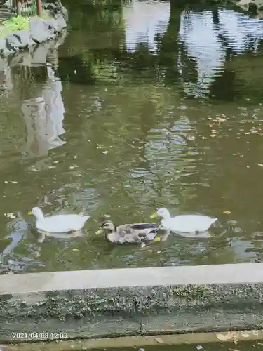 平塚八幡宮の動物