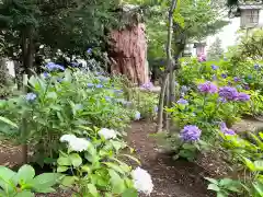 新琴似神社(北海道)