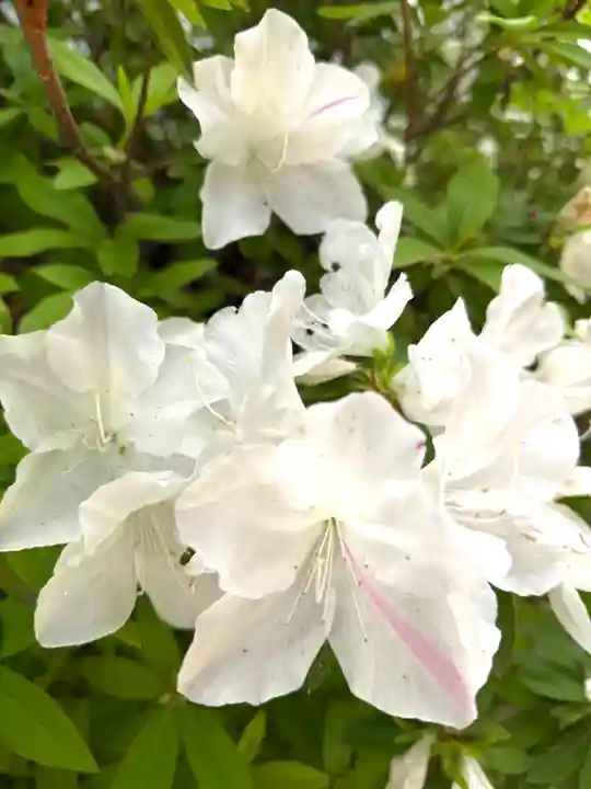 崇道天皇社(奈良県)