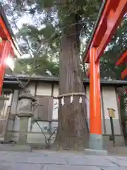 孫太郎稲荷神社（薬師寺境内社）の自然