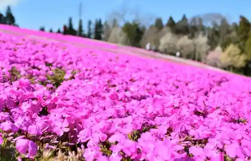 【公式】龍門院常楽寺（秩父札所十一番）の自然