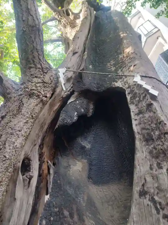 東神奈川熊野神社(神奈川県)