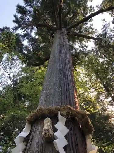 高鴨神社の自然