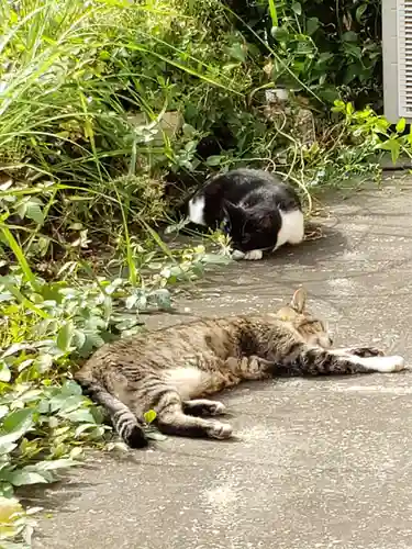 白金氷川神社の動物