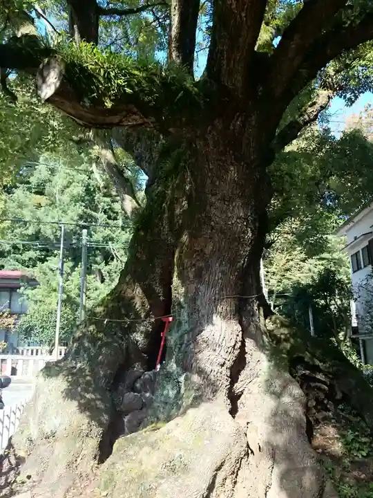 五所神社の自然