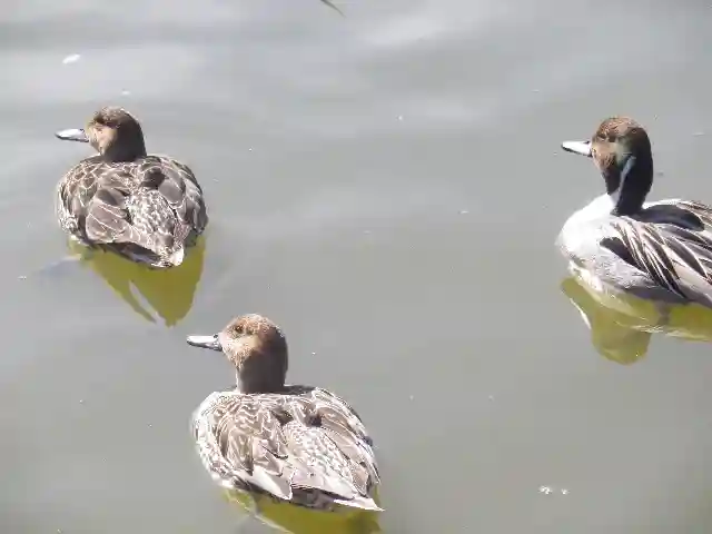 鶴岡八幡宮の動物