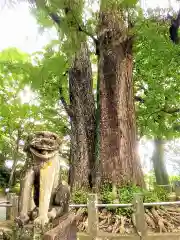 綾部八幡神社の狛犬