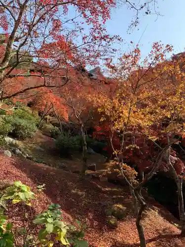 東福禅寺（東福寺）の自然