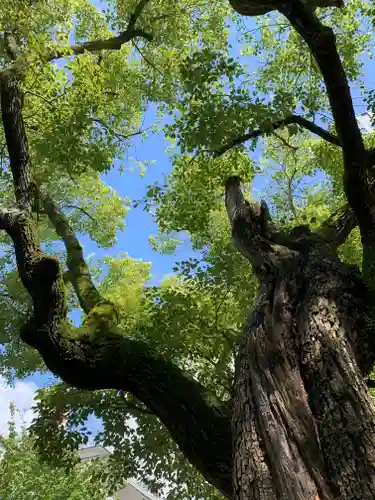 御霊神社(大阪府)