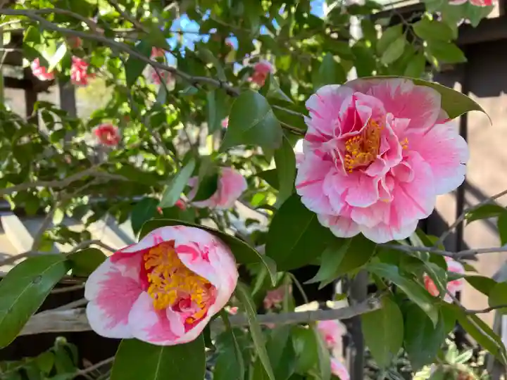 深大寺(東京都)