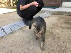 石清水神社の動物