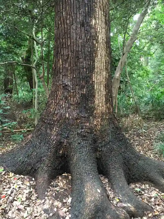 明治神宮の自然