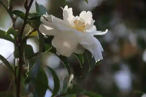 豊景神社の庭園