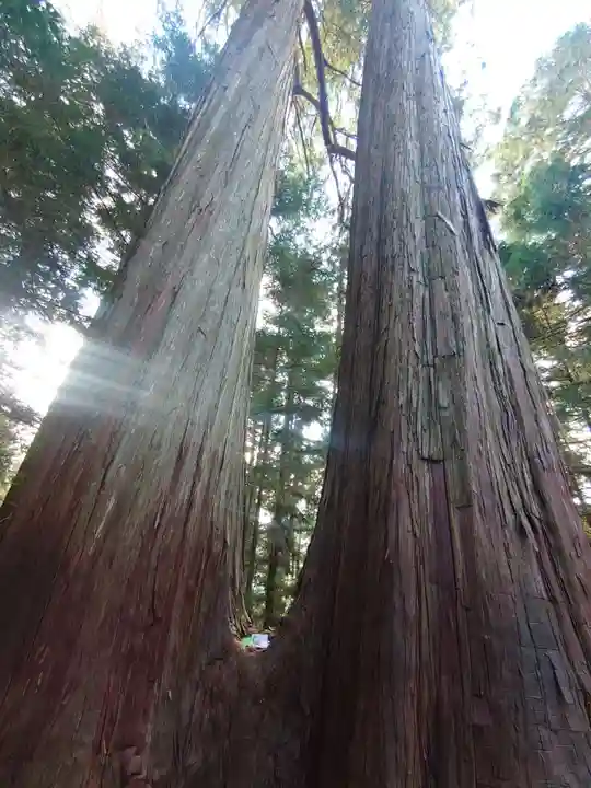 三峯神社の自然