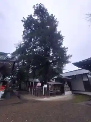 白岡八幡神社(埼玉県)