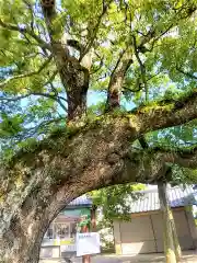 新北神社の自然