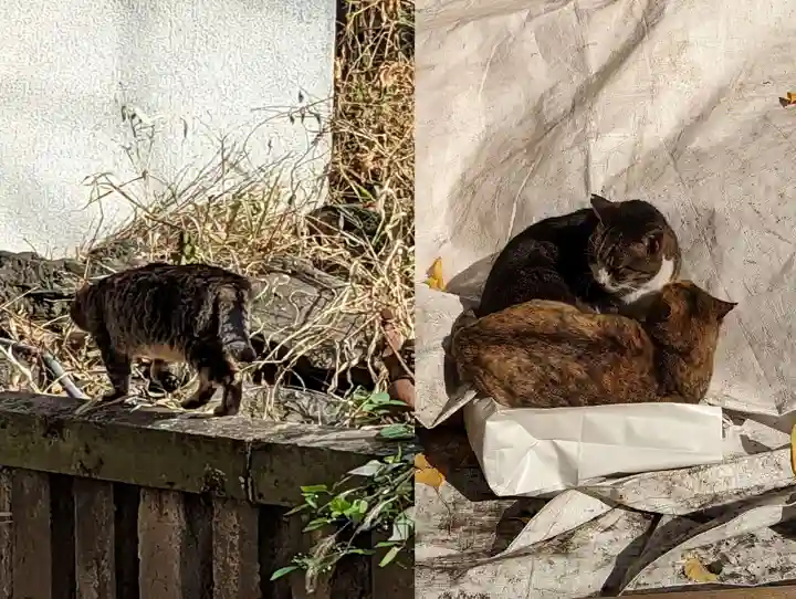 小野照崎神社の動物