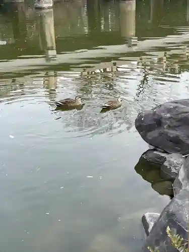 嚴島神社 (京都御苑)の動物