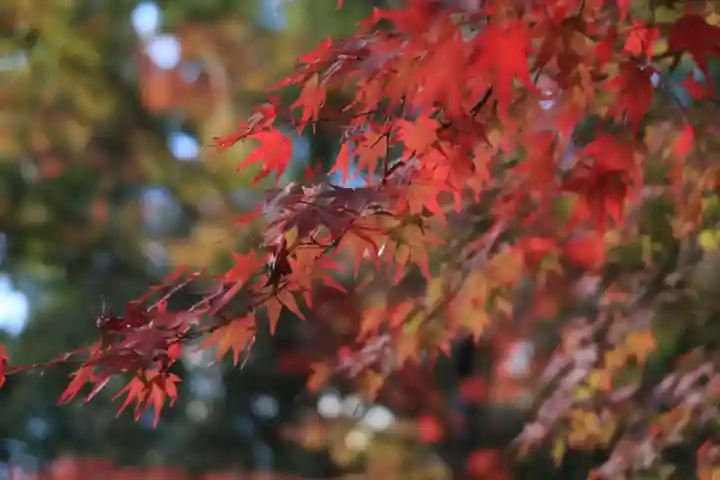 賀茂別雷神社(上賀茂神社)の自然