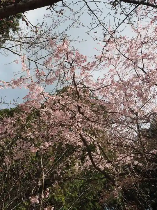 瑜伽山蓮台寺の自然