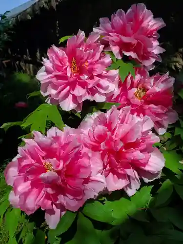神炊館神社 ⁂奥州須賀川総鎮守⁂(福島県)