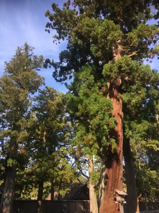 伊勢神宮外宮(豊受大神宮)の自然