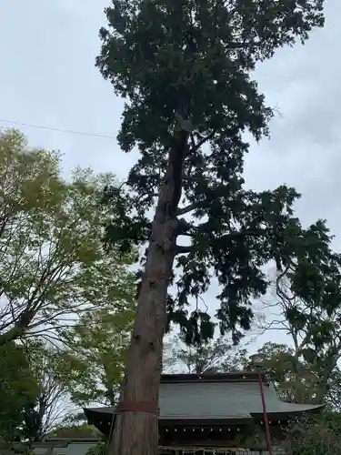 顕宗仁賢神社の自然