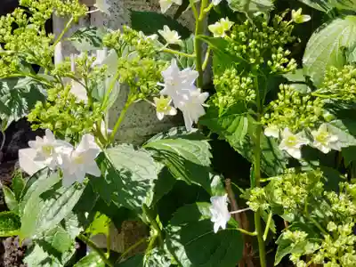 櫻株稲荷神社(水戸屋稲荷)の自然