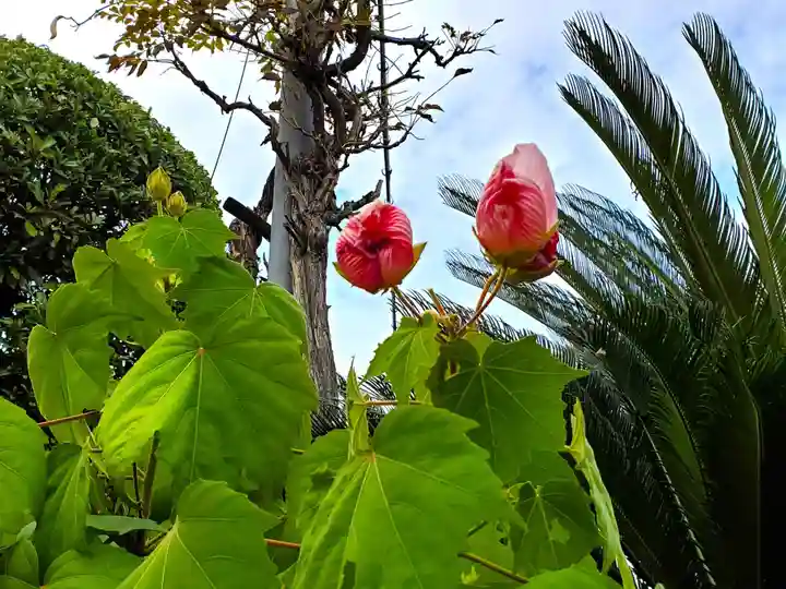 無量光寺の自然