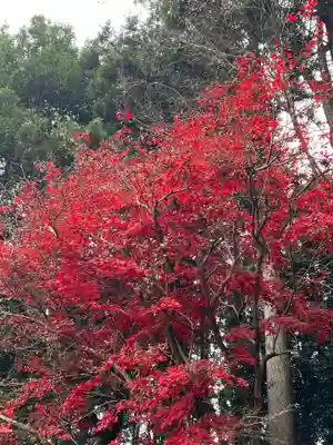 大宮温泉神社(栃木県)