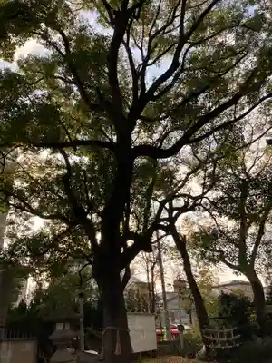 天神社（桑津天神社）の自然