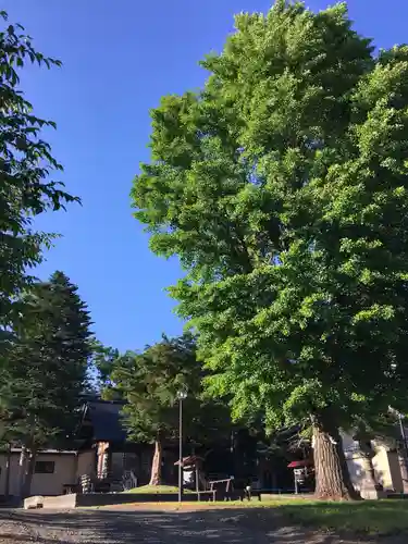 市来知神社の自然