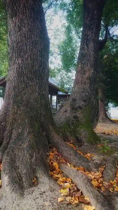 八坂社(桜木)の自然