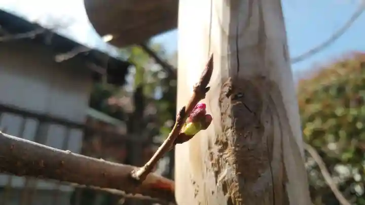 浄土宗 光明山 大蓮寺(照曜会館)の自然